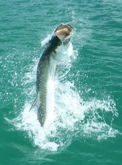 Tarpon Fishing — World Capital
