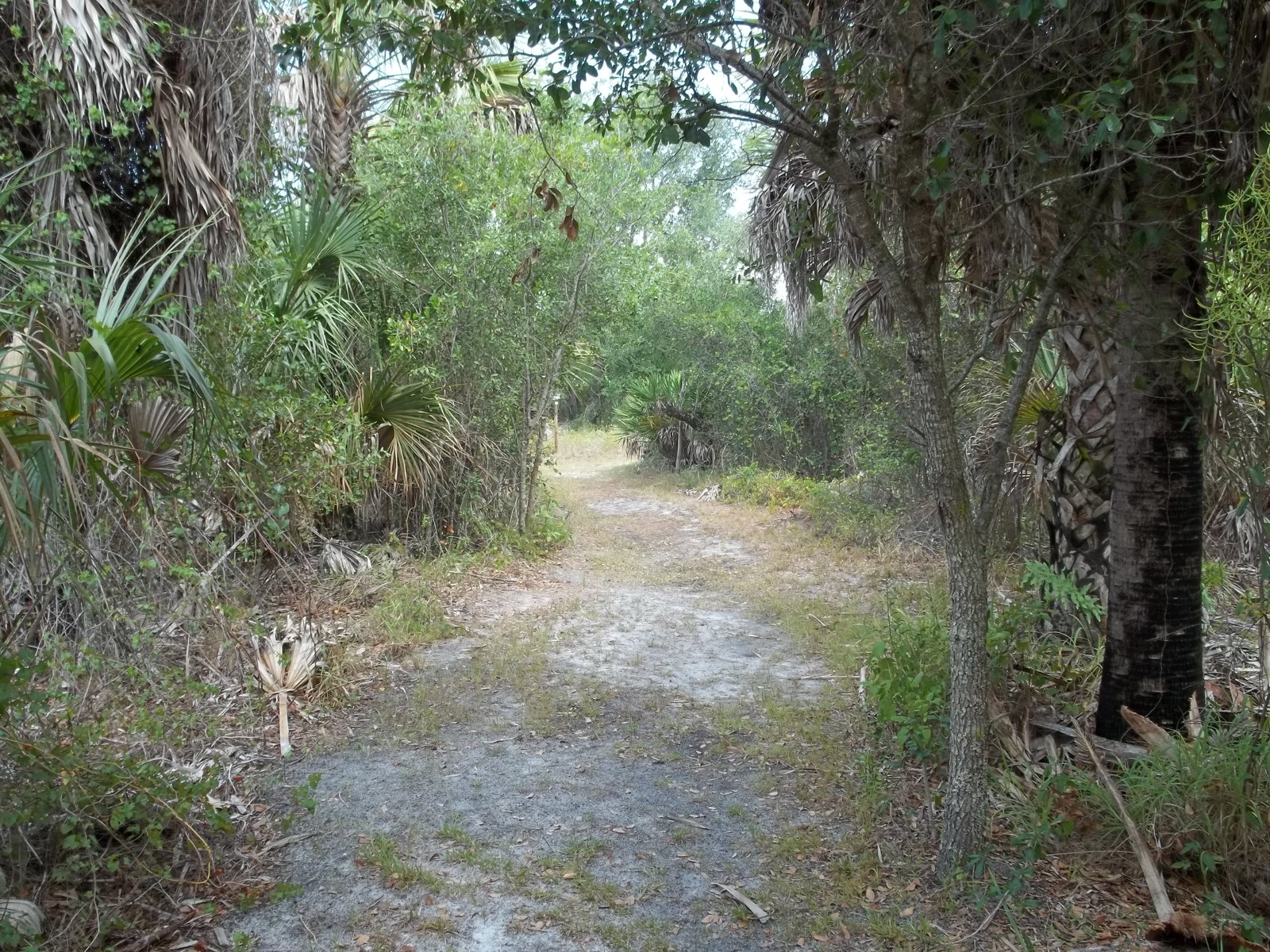 A sandy palmetto-lined hiking trail through pine flatwoods at Charlotte Harbor Preserve State Park, Charlotte County, Florida