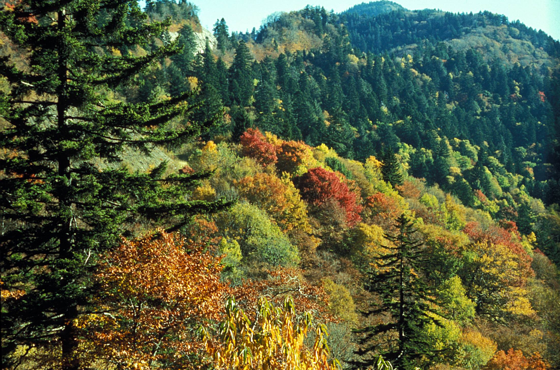 Fall foliage color banding by elevation near Newfound Gap in Great Smoky Mountains National Park, with turning hardwoods in the foreground and green high-elevation spruce-fir on the ridge behind