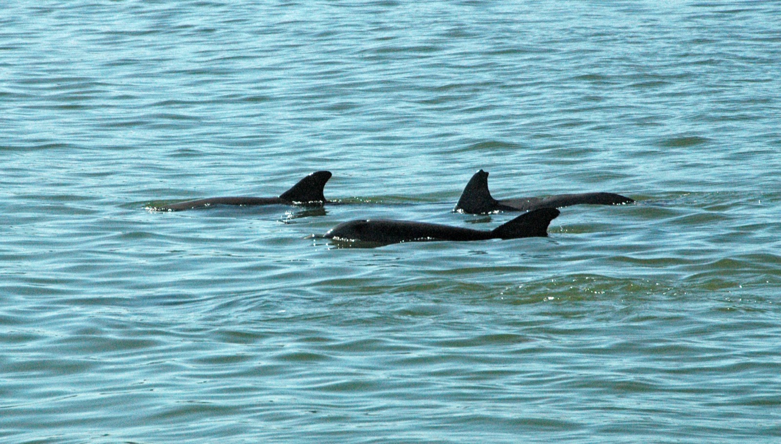 Atlantic bottlenose dolphins (Tursiops truncatus) at the surface in Pine Island Sound, Florida, the same Southwest Florida estuary system as Charlotte Harbor