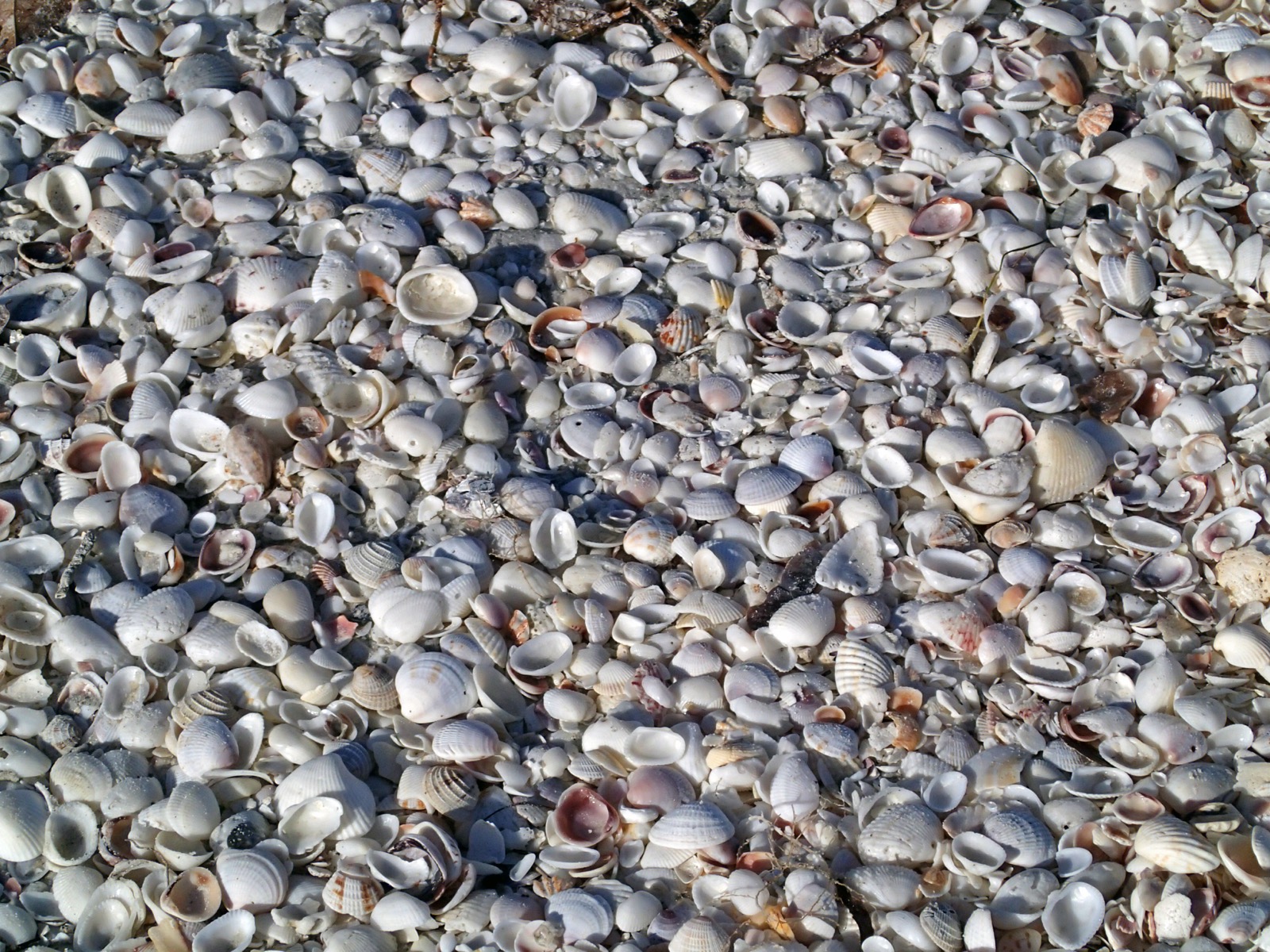 Close-up of mollusc shells along the tide line at Lighthouse Beach on Sanibel Island, Florida